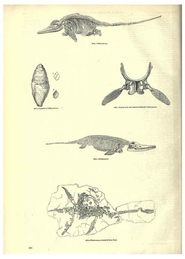 Reproducción/Reproduction 7740018320: The pictorial museum of animated nature .... London :C. Cox,[1844?]