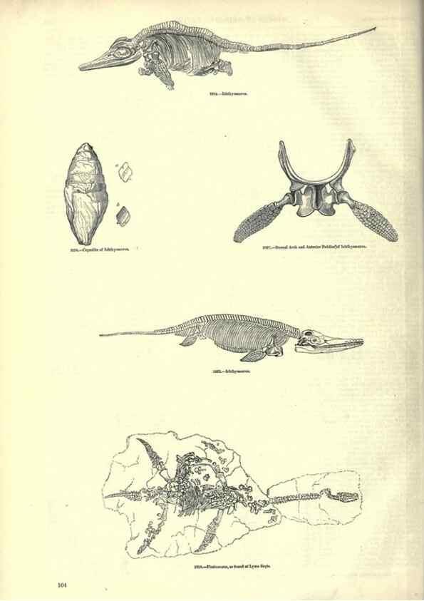 Reproducción/Reproduction 7740018320: The pictorial museum of animated nature .... London :C. Cox,[1844?]