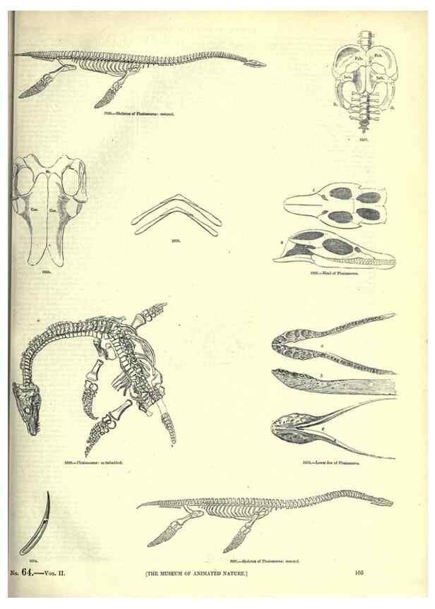 Reproducción/Reproduction 7740019376: The pictorial museum of animated nature .... London :C. Cox,[1844?]