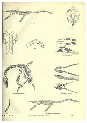 Reproducción/Reproduction 7740019376: The pictorial museum of animated nature .... London :C. Cox,[1844?]