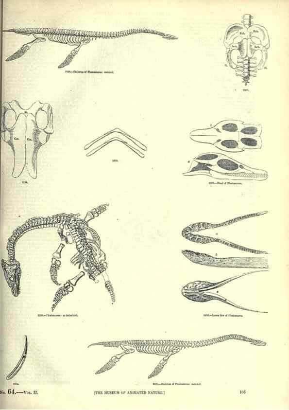Reproducción/Reproduction 7740019376: The pictorial museum of animated nature .... London :C. Cox,[1844?]