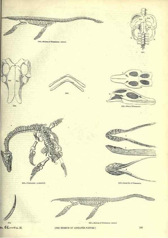 Reproducción/Reproduction 7740019376: The pictorial museum of animated nature .... London :C. Cox,[1844?]