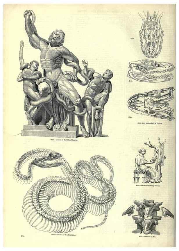 Reproducción/Reproduction 7740020580: The pictorial museum of animated nature .... London :C. Cox,[1844?]