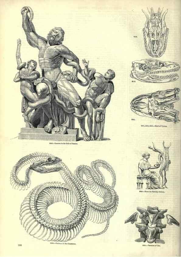 Reproducción/Reproduction 7740020580: The pictorial museum of animated nature .... London :C. Cox,[1844?]