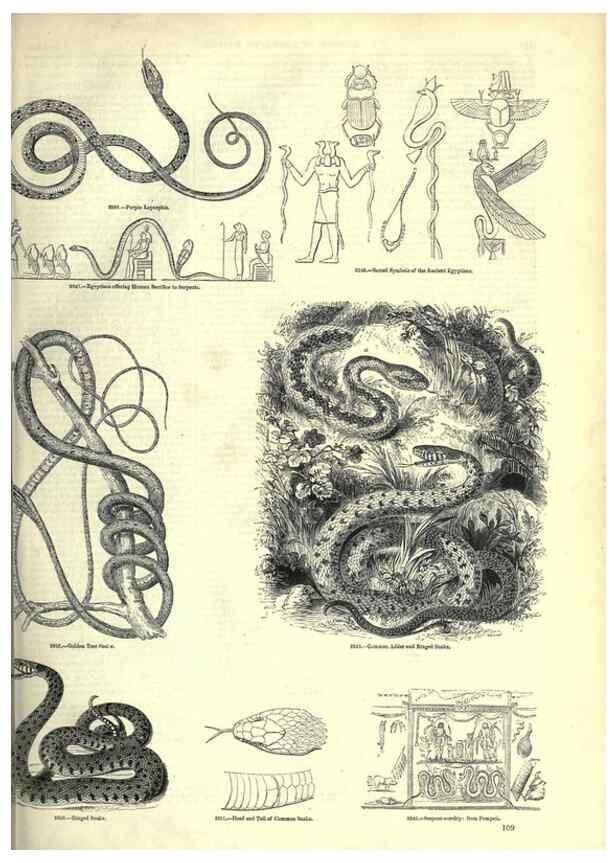 Reproducción/Reproduction 7740021806: The pictorial museum of animated nature .... London :C. Cox,[1844?]