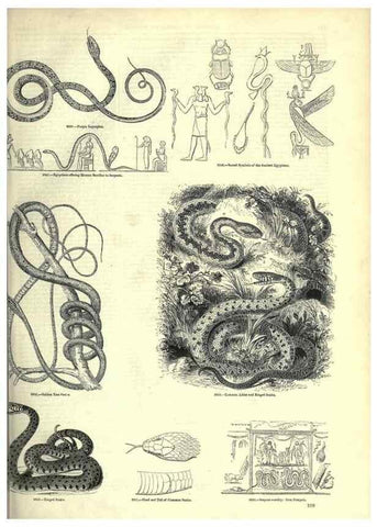 Reproducción/Reproduction 7740021806: The pictorial museum of animated nature .... London :C. Cox,[1844?]
