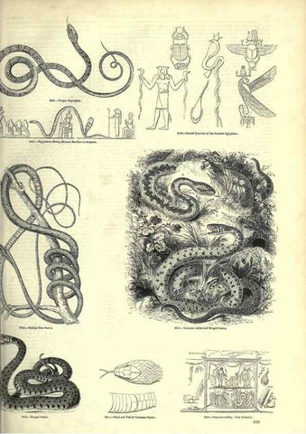 Reproducción/Reproduction 7740021806: The pictorial museum of animated nature .... London :C. Cox,[1844?]