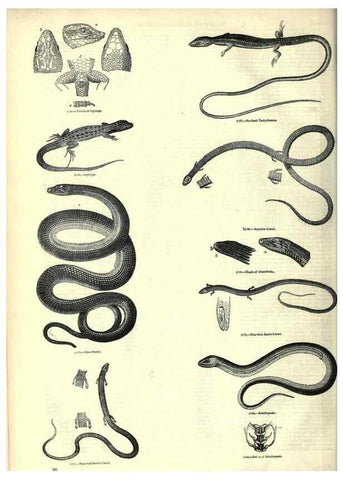 Reproducción/Reproduction 7740014308: The pictorial museum of animated nature .... London :C. Cox,[1844?]
