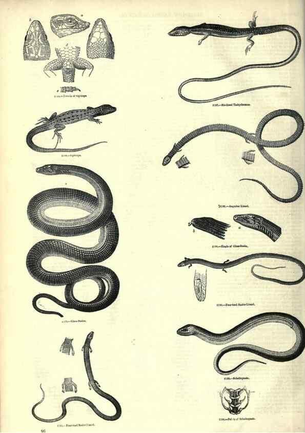Reproducción/Reproduction 7740014308: The pictorial museum of animated nature .... London :C. Cox,[1844?]