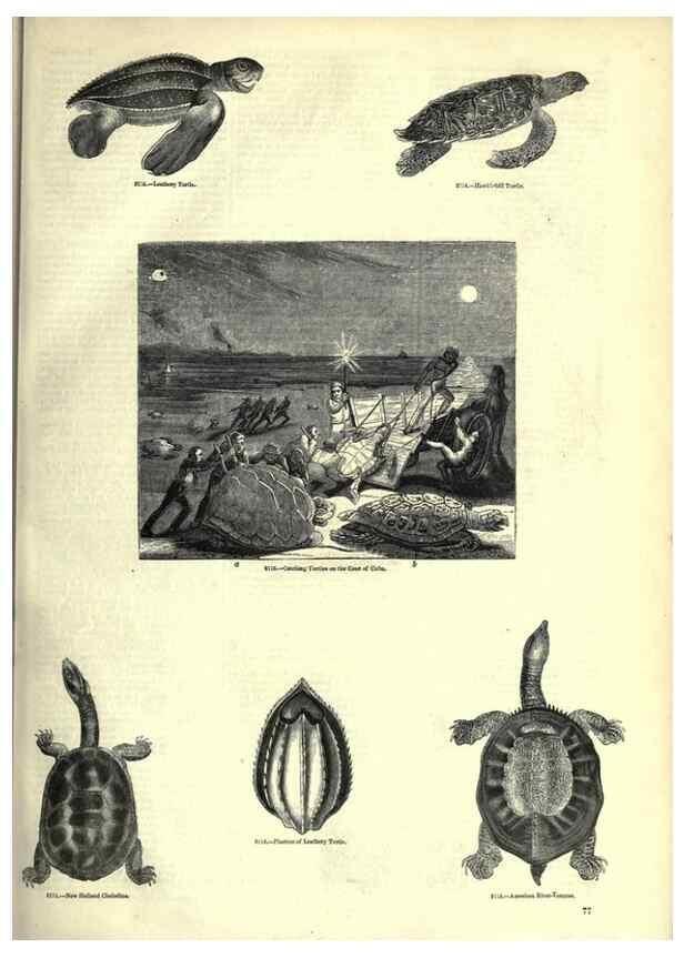 Reproducción/Reproduction 7740005708: The pictorial museum of animated nature .... London :C. Cox,[1844?]
