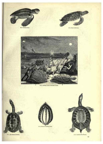 Reproducción/Reproduction 7740005708: The pictorial museum of animated nature .... London :C. Cox,[1844?]