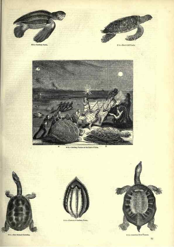 Reproducción/Reproduction 7740005708: The pictorial museum of animated nature .... London :C. Cox,[1844?]