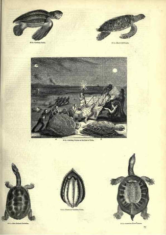 Reproducción/Reproduction 7740005708: The pictorial museum of animated nature .... London :C. Cox,[1844?]