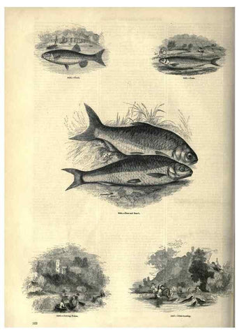 Reproducción/Reproduction 7740043940: The pictorial museum of animated nature .... London :C. Cox,[1844?]