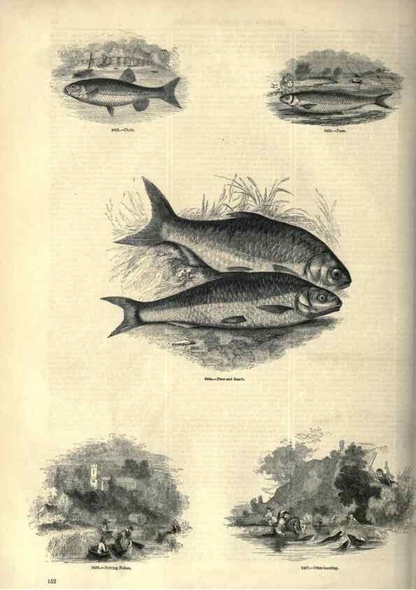 Reproducción/Reproduction 7740043940: The pictorial museum of animated nature .... London :C. Cox,[1844?]