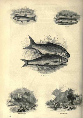 Reproducción/Reproduction 7740043940: The pictorial museum of animated nature .... London :C. Cox,[1844?]