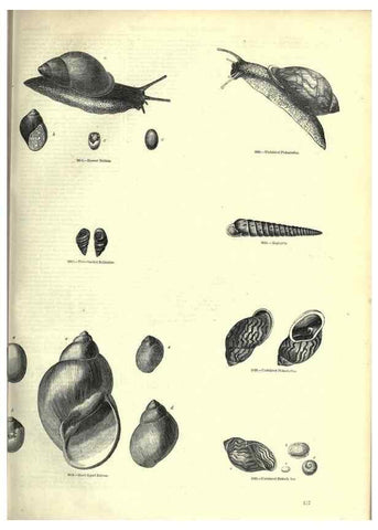 Reproducción/Reproduction 7740068716: The pictorial museum of animated nature .... London :C. Cox,[1844?]