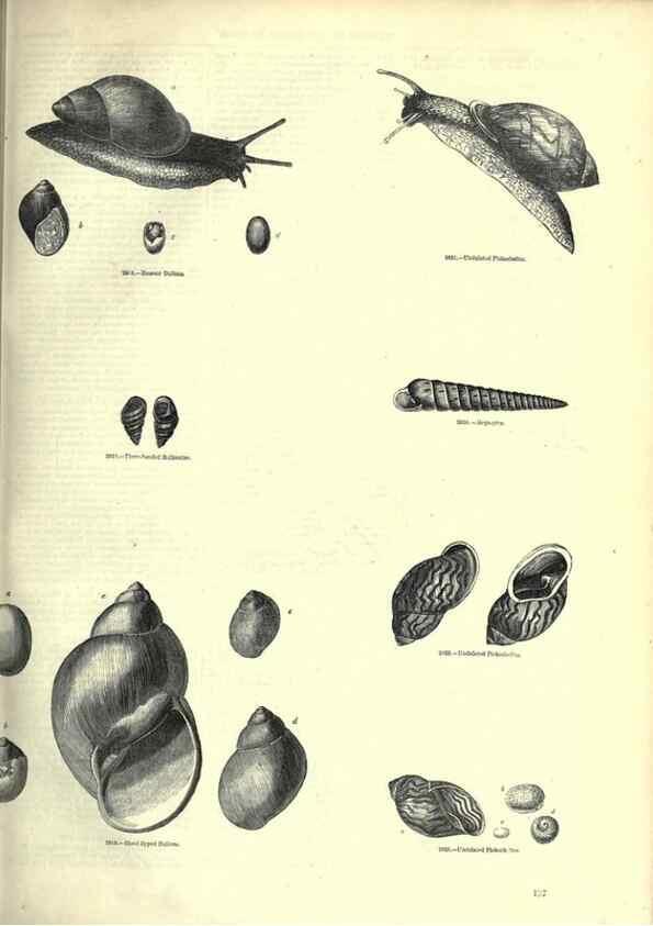 Reproducción/Reproduction 7740068716: The pictorial museum of animated nature .... London :C. Cox,[1844?]
