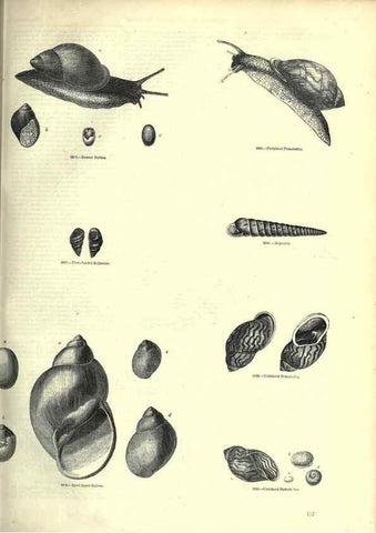 Reproducción/Reproduction 7740068716: The pictorial museum of animated nature .... London :C. Cox,[1844?]