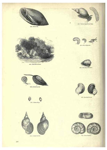 Reproducción/Reproduction 7740069576: The pictorial museum of animated nature .... London :C. Cox,[1844?]