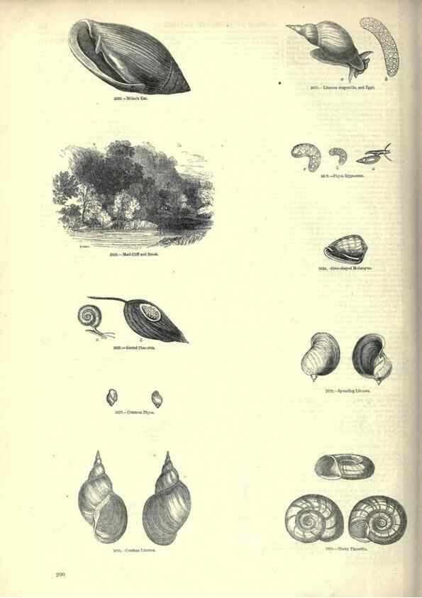 Reproducción/Reproduction 7740069576: The pictorial museum of animated nature .... London :C. Cox,[1844?]