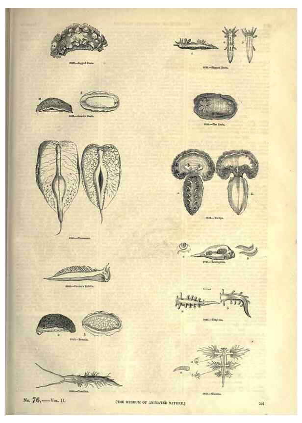 Reproducción/Reproduction 7740070550: The pictorial museum of animated nature .... London :C. Cox,[1844?]