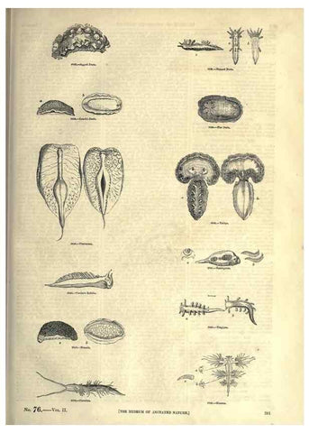 Reproducción/Reproduction 7740070550: The pictorial museum of animated nature .... London :C. Cox,[1844?]