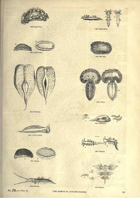 Reproducción/Reproduction 7740070550: The pictorial museum of animated nature .... London :C. Cox,[1844?]