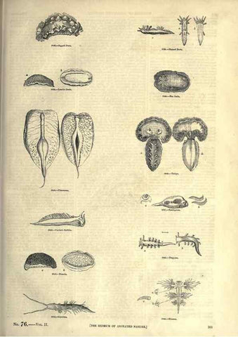Reproducción/Reproduction 7740070550: The pictorial museum of animated nature .... London :C. Cox,[1844?]