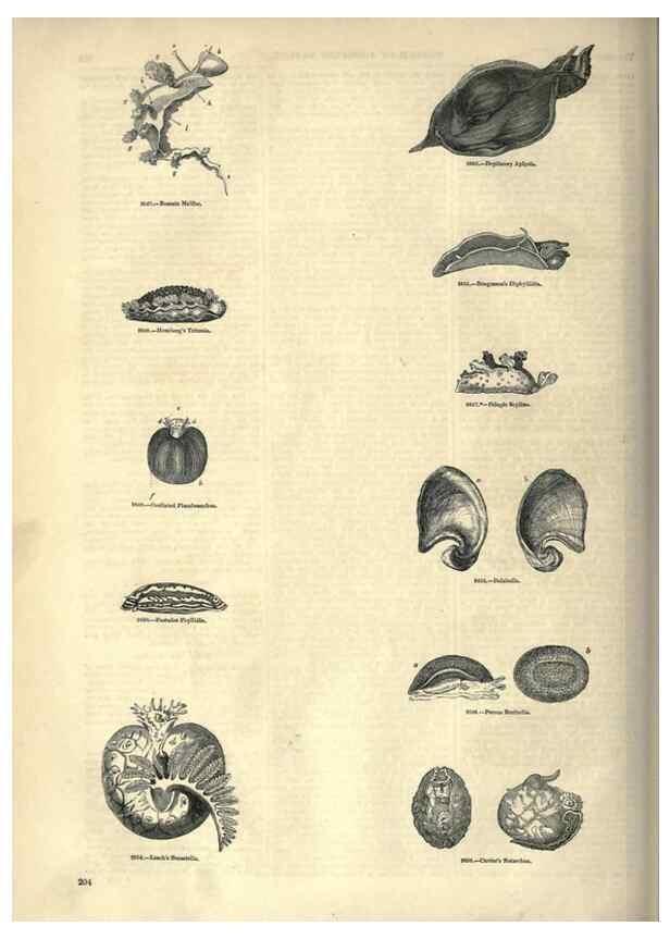Reproducción/Reproduction 7740071486: The pictorial museum of animated nature .... London :C. Cox,[1844?]