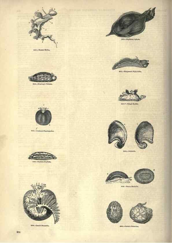 Reproducción/Reproduction 7740071486: The pictorial museum of animated nature .... London :C. Cox,[1844?]