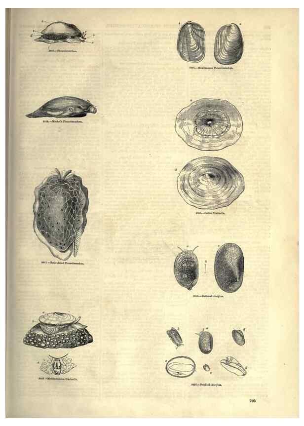 Reproducción/Reproduction 7740072426: The pictorial museum of animated nature .... London :C. Cox,[1844?]