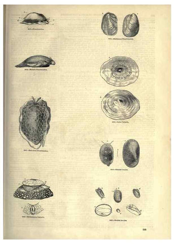 Reproducción/Reproduction 7740072426: The pictorial museum of animated nature .... London :C. Cox,[1844?]