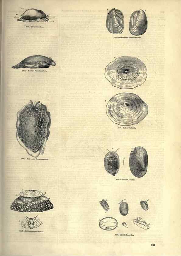 Reproducción/Reproduction 7740072426: The pictorial museum of animated nature .... London :C. Cox,[1844?]