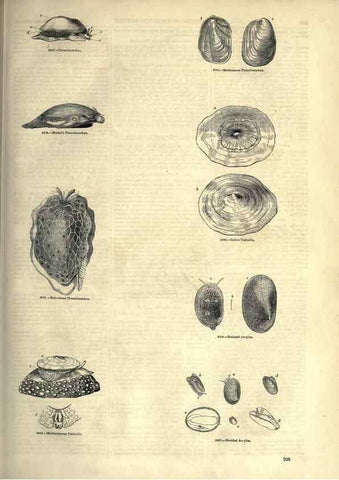 Reproducción/Reproduction 7740072426: The pictorial museum of animated nature .... London :C. Cox,[1844?]