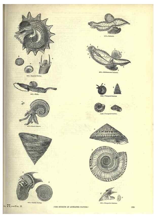 Reproducción/Reproduction 7740074358: The pictorial museum of animated nature .... London :C. Cox,[1844?]