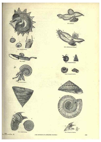 Reproducción/Reproduction 7740074358: The pictorial museum of animated nature .... London :C. Cox,[1844?]