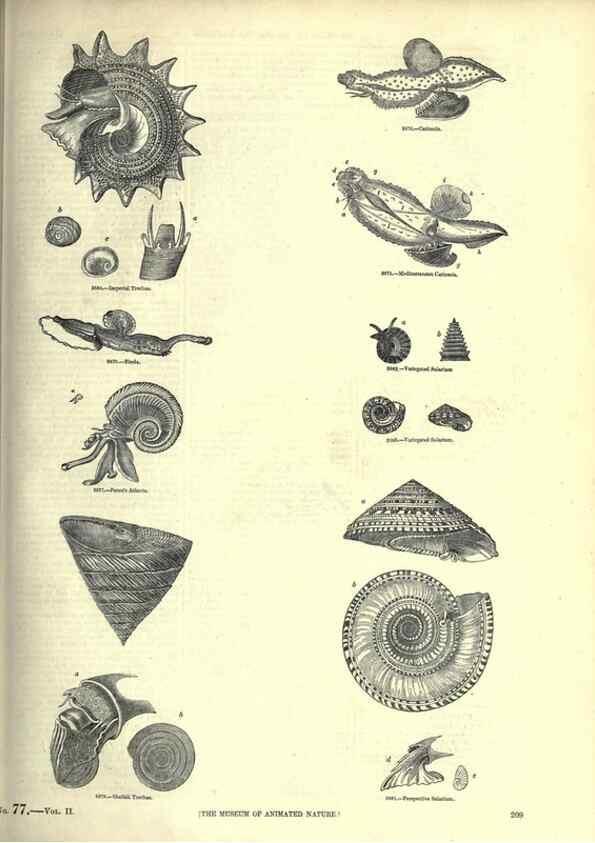 Reproducción/Reproduction 7740074358: The pictorial museum of animated nature .... London :C. Cox,[1844?]