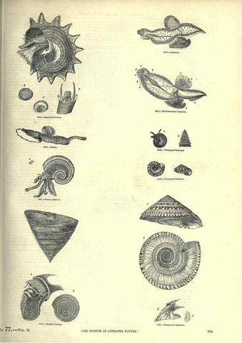 Reproducción/Reproduction 7740074358: The pictorial museum of animated nature .... London :C. Cox,[1844?]