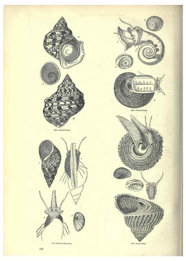 Reproducción/Reproduction 7740075278: The pictorial museum of animated nature .... London :C. Cox,[1844?]