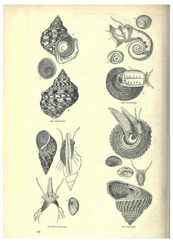 Reproducción/Reproduction 7740075278: The pictorial museum of animated nature .... London :C. Cox,[1844?]