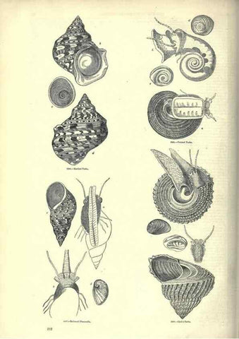 Reproducción/Reproduction 7740075278: The pictorial museum of animated nature .... London :C. Cox,[1844?]