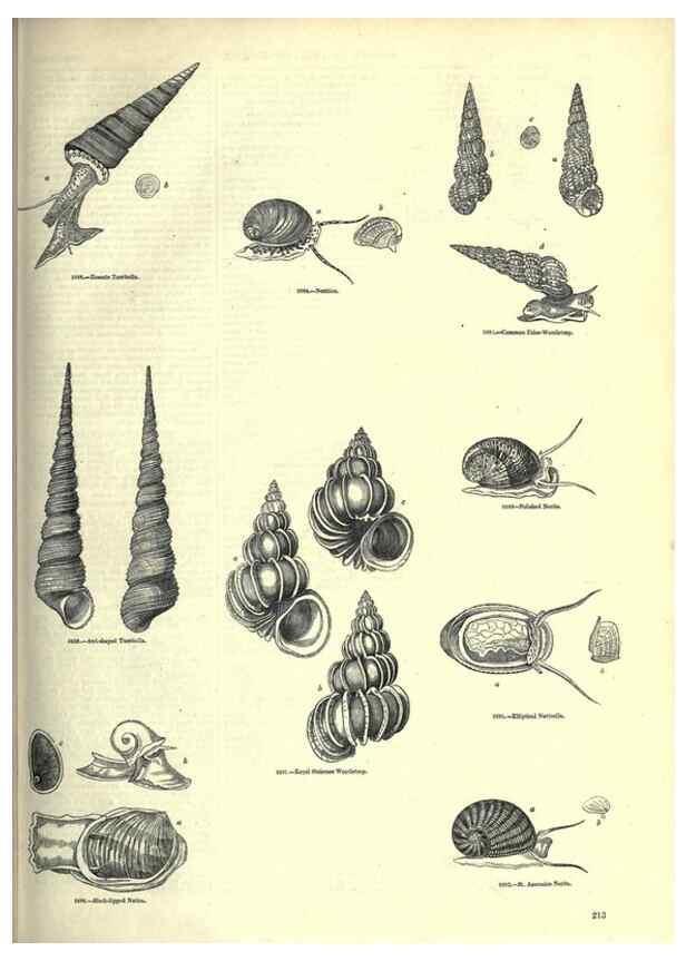 Reproducción/Reproduction 7740076152: The pictorial museum of animated nature .... London :C. Cox,[1844?]
