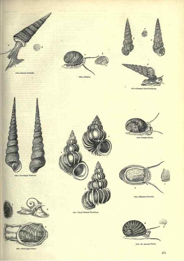 Reproducción/Reproduction 7740076152: The pictorial museum of animated nature .... London :C. Cox,[1844?]