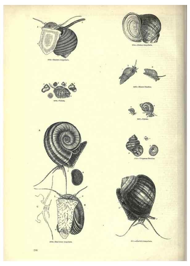 Reproducción/Reproduction 7740077096: The pictorial museum of animated nature .... London :C. Cox,[1844?]