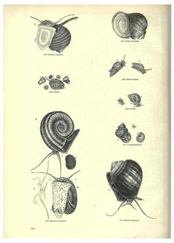 Reproducción/Reproduction 7740077096: The pictorial museum of animated nature .... London :C. Cox,[1844?]