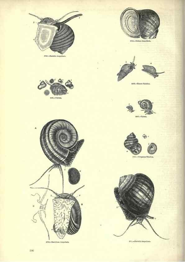 Reproducción/Reproduction 7740077096: The pictorial museum of animated nature .... London :C. Cox,[1844?]