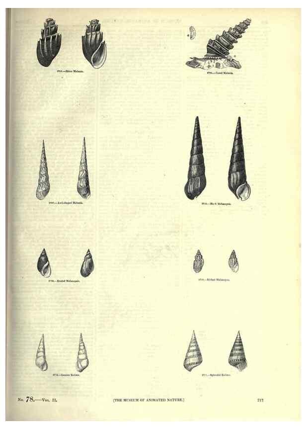 Reproducción/Reproduction 7740078110: The pictorial museum of animated nature .... London :C. Cox,[1844?]