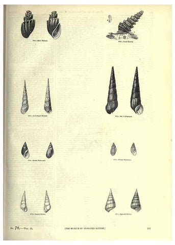 Reproducción/Reproduction 7740078110: The pictorial museum of animated nature .... London :C. Cox,[1844?]