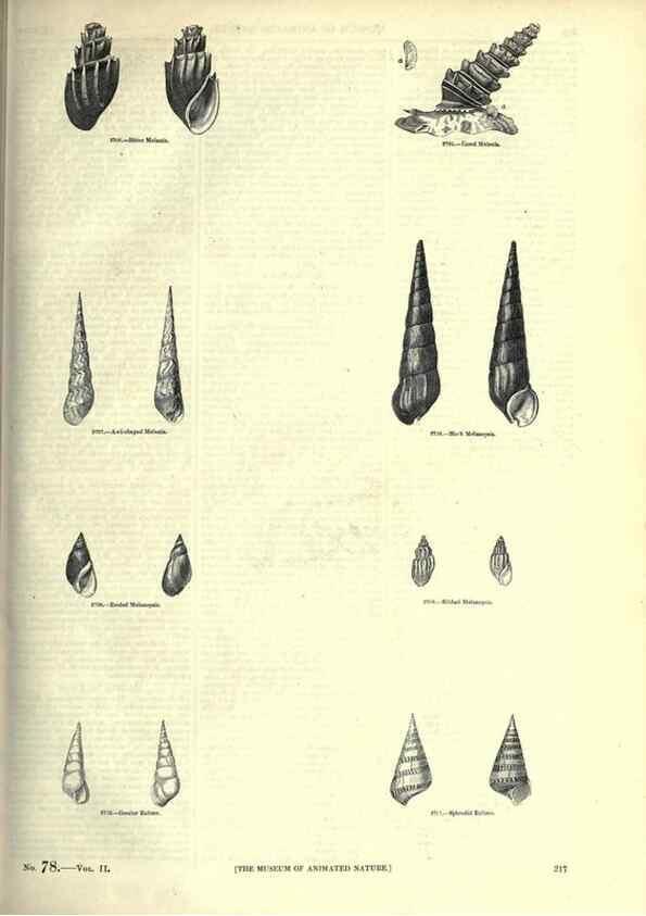 Reproducción/Reproduction 7740078110: The pictorial museum of animated nature .... London :C. Cox,[1844?]